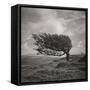 Fortitude-Doug Chinnery-Framed Stretched Canvas