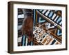 Fortune Telling with Cowrie Shells, Saly, Thies, Senegal, West Africa, Africa-Godong-Framed Photographic Print