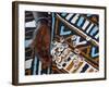 Fortune Telling with Cowrie Shells, Saly, Thies, Senegal, West Africa, Africa-Godong-Framed Photographic Print