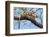 Fosa pair, mating in forest canopy, Madagascar-Nick Garbutt-Framed Photographic Print