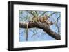 Fosa pair, mating in forest canopy, Madagascar-Nick Garbutt-Framed Photographic Print