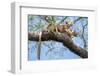 Fosa pair, mating in forest canopy, Madagascar-Nick Garbutt-Framed Photographic Print