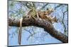 Fosa pair, mating in forest canopy, Madagascar-Nick Garbutt-Mounted Photographic Print