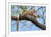 Fosa pair, mating in forest canopy, Madagascar-Nick Garbutt-Framed Photographic Print