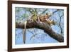 Fosa pair, mating in forest canopy, Madagascar-Nick Garbutt-Framed Photographic Print