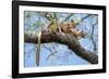 Fosa pair, mating in forest canopy, Madagascar-Nick Garbutt-Framed Photographic Print