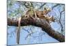 Fosa pair, mating in forest canopy, Madagascar-Nick Garbutt-Mounted Photographic Print