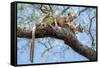 Fosa pair, mating in forest canopy, Madagascar-Nick Garbutt-Framed Stretched Canvas