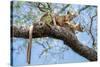 Fosa pair, mating in forest canopy, Madagascar-Nick Garbutt-Stretched Canvas