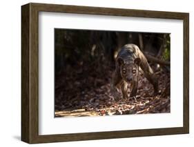 Fossa male prowling in dry deciduous forest, Madagascar-Alex Hyde-Framed Photographic Print