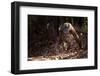 Fossa male prowling in dry deciduous forest, Madagascar-Alex Hyde-Framed Photographic Print