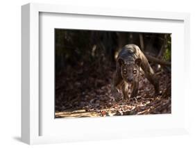 Fossa male prowling in dry deciduous forest, Madagascar-Alex Hyde-Framed Photographic Print