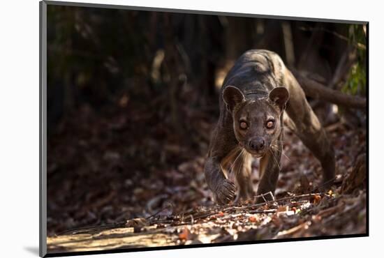 Fossa male prowling in dry deciduous forest, Madagascar-Alex Hyde-Mounted Photographic Print