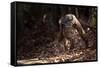 Fossa male prowling in dry deciduous forest, Madagascar-Alex Hyde-Framed Stretched Canvas