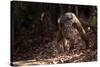 Fossa male prowling in dry deciduous forest, Madagascar-Alex Hyde-Stretched Canvas