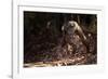 Fossa male prowling in dry deciduous forest, Madagascar-Alex Hyde-Framed Photographic Print