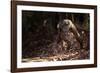 Fossa male prowling in dry deciduous forest, Madagascar-Alex Hyde-Framed Photographic Print