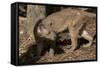 Fossa-null-Framed Stretched Canvas