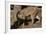 Fossa-null-Framed Photographic Print