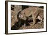 Fossa-null-Framed Photographic Print