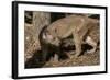 Fossa-null-Framed Photographic Print