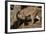 Fossa-null-Framed Photographic Print