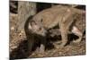 Fossa-null-Mounted Photographic Print