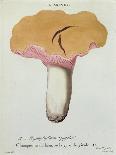 Hyprophyllum Aquifolii, Plate 38 from 'Iconographie Des Champignons De J. J. Paulet'-Fossier-Laminated Giclee Print