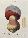 Hyprophyllum Aquifolii, Plate 38 from 'Iconographie Des Champignons De J. J. Paulet'-Fossier-Laminated Giclee Print