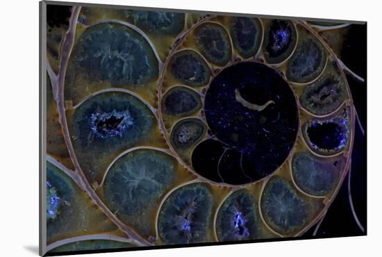 Fossil ammonite under UV light, Madagascar-John Cancalosi-Mounted Photographic Print