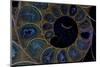 Fossil ammonite under UV light, Madagascar-John Cancalosi-Mounted Photographic Print