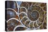 Fossil Ammonite, Upper Early Cretaceous-null-Stretched Canvas