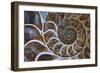 Fossil Ammonite, Upper Early Cretaceous-null-Framed Photographic Print