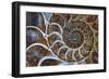 Fossil Ammonite, Upper Early Cretaceous-null-Framed Photographic Print