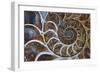 Fossil Ammonite, Upper Early Cretaceous-null-Framed Photographic Print