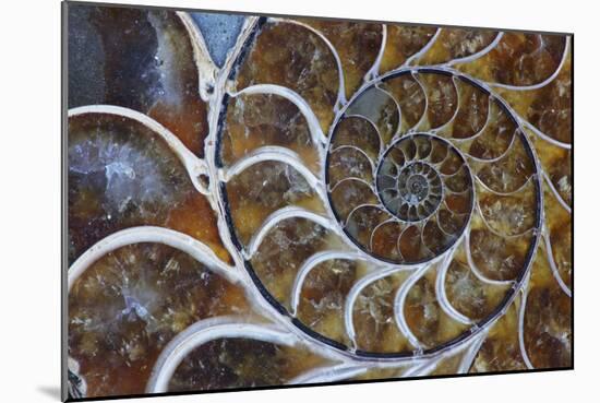 Fossil Ammonite, Upper Early Cretaceous-null-Mounted Photographic Print