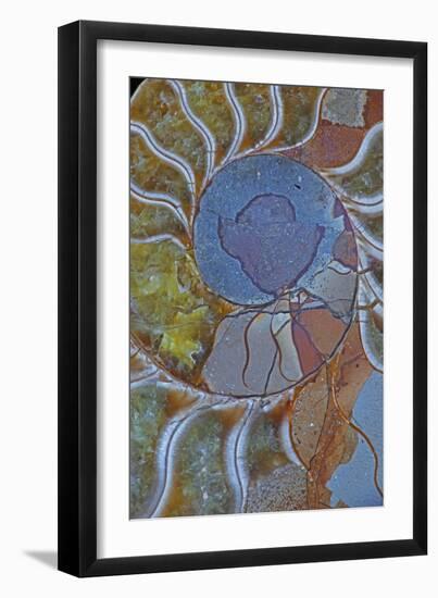 Fossil Ammonite, Upper Early Cretaceous-null-Framed Photographic Print