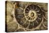 Fossil Ammonite-null-Stretched Canvas