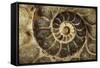 Fossil Ammonite-null-Framed Stretched Canvas