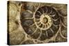 Fossil Ammonite-null-Stretched Canvas