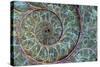 Fossil Ammonite-null-Stretched Canvas