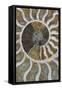 Fossil Ammonite-null-Framed Stretched Canvas