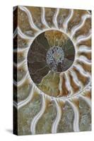 Fossil Ammonite-null-Stretched Canvas