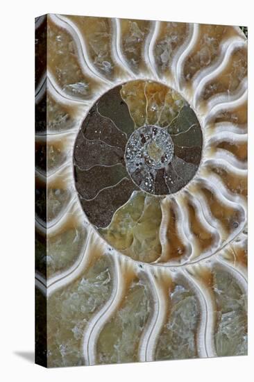 Fossil Ammonite-null-Stretched Canvas