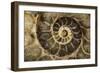 Fossil Ammonite-null-Framed Photographic Print