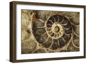 Fossil Ammonite-null-Framed Photographic Print