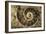 Fossil Ammonite-null-Framed Photographic Print