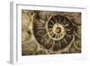 Fossil Ammonite-null-Framed Photographic Print
