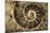 Fossil Ammonite-null-Mounted Photographic Print