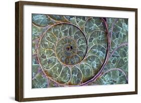 Fossil Ammonite-null-Framed Photographic Print